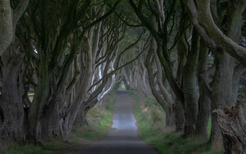 The-Dark-Hedges-(1).jpg